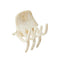 Mini Claw, Dune